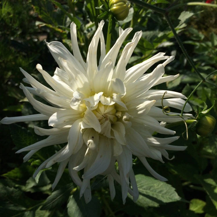 Plant image Dahlia 'My Love'