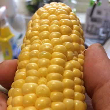 Zea mays