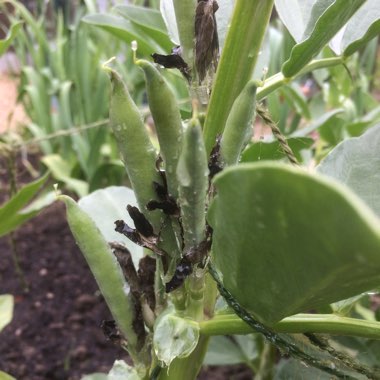 Vicia Faba 'Aquadulce Claudia'