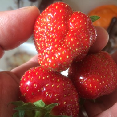 Fragaria x ananassa 'Elsanta'