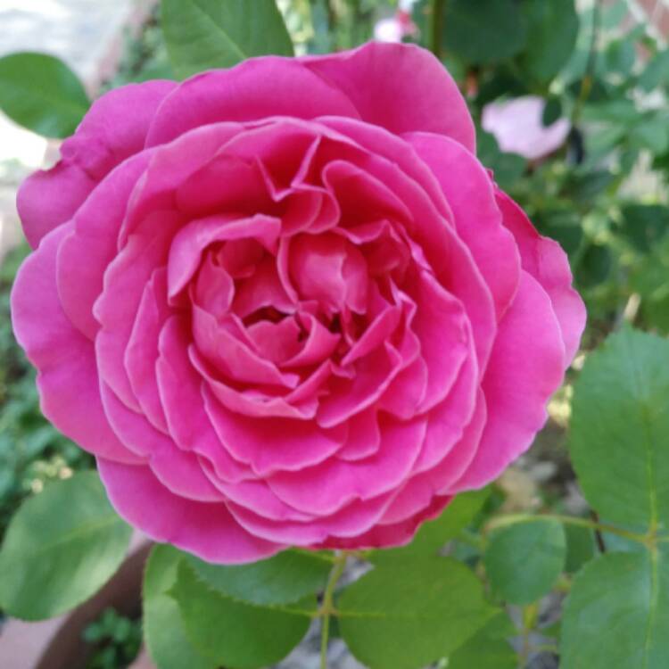 Plant image Camellia japonica 'Rosedale's Beauty'