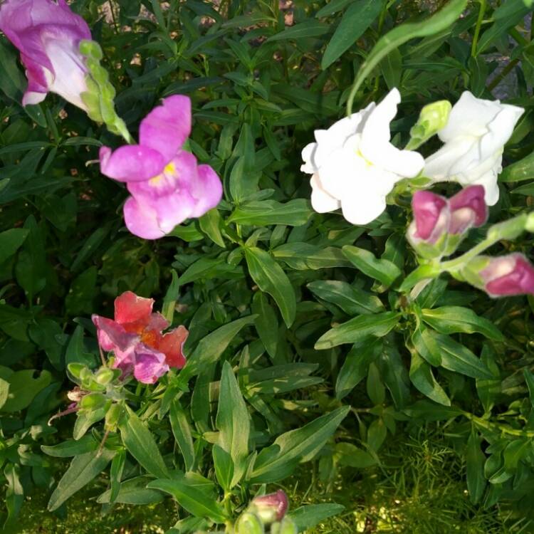 Plant image Angelonia