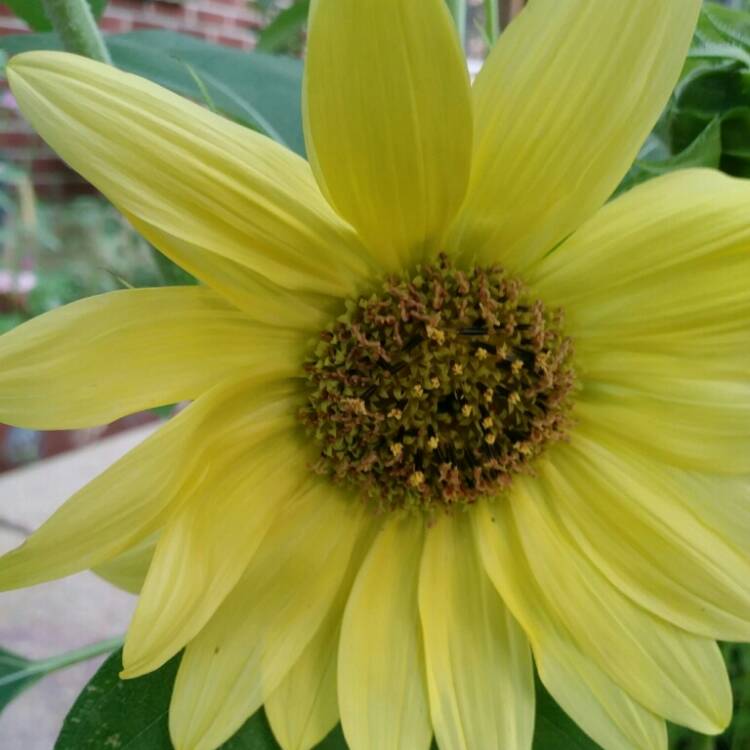 Plant image Helianthus 'Tall Lemon'