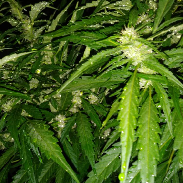 Plant image Cannabis sativa