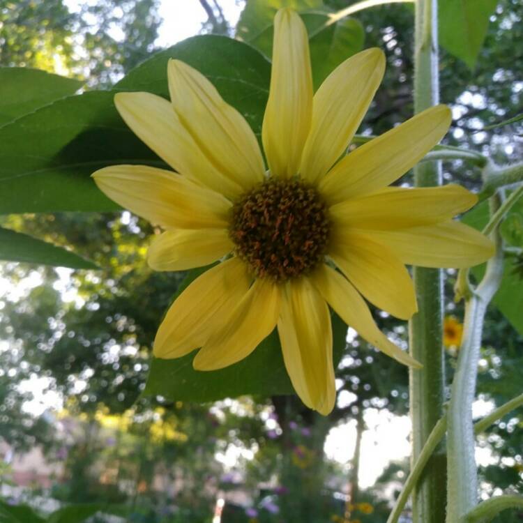 Plant image Helianthus 'Tall Lemon'