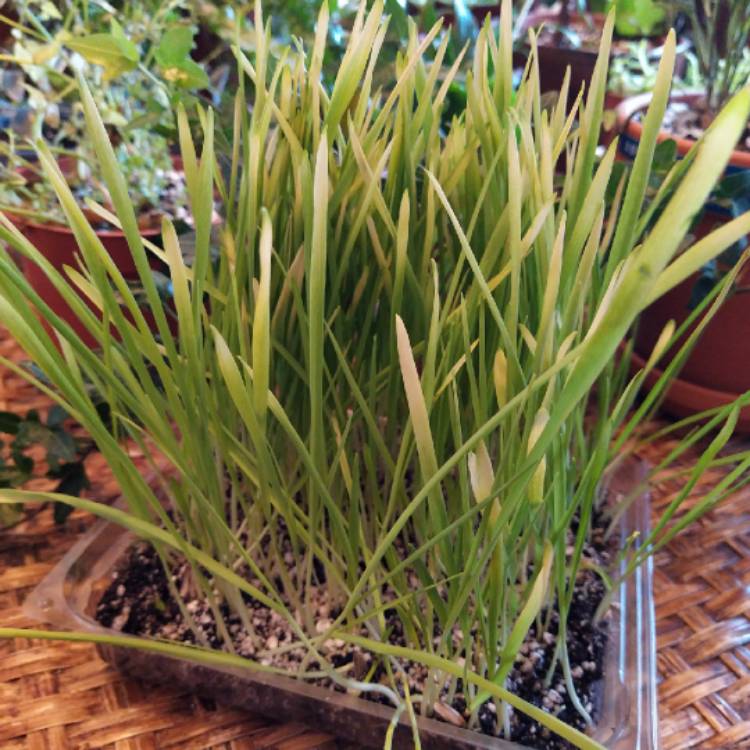 Plant image Avena Sativa