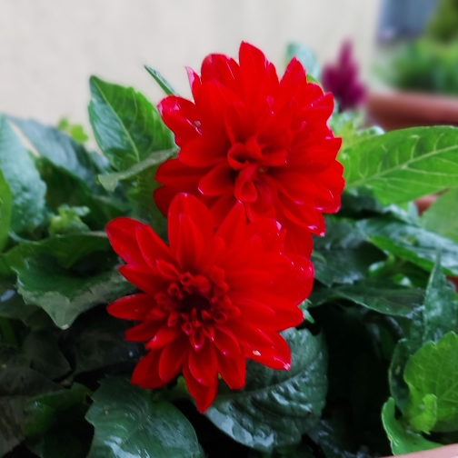 Plant image Dahlia 'Arnhem'
