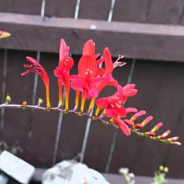 Crocosmia 'Lucifer'