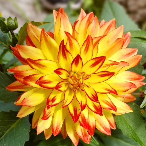 Plant image Dahlia 'Aloha'