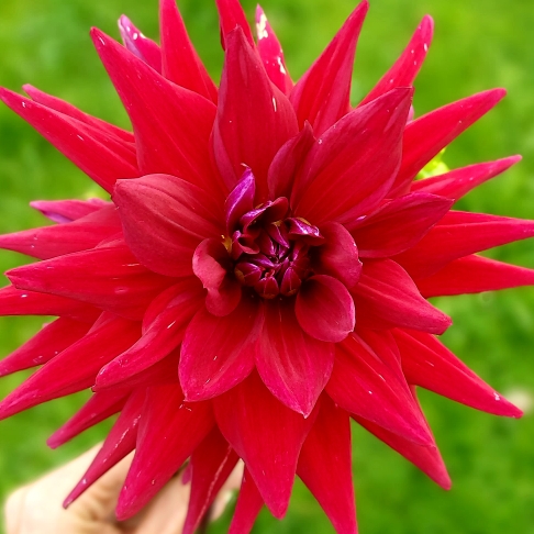 plant image 1395668