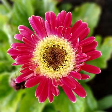 Gerbera
