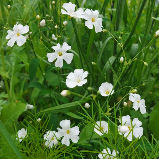 plant image 1506382