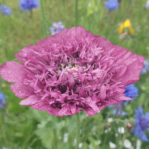 Plant image Papaver somniferum 'Double Lilac'