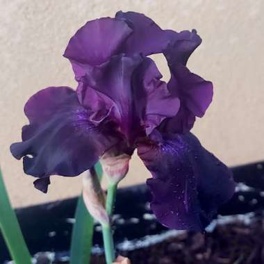 Iris Germanica - Bearded Irises