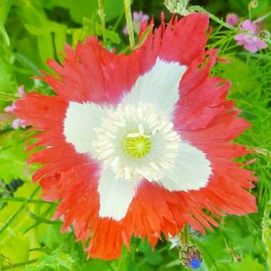 Papaver somniferum 'Victoria Cross'