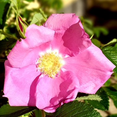 Rosa canina