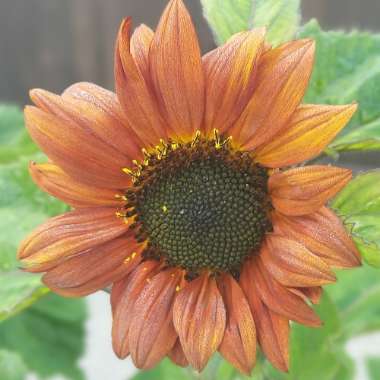 Helianthus annuus 'Velvet Queen'