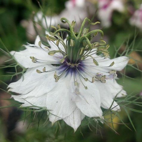 Plant image Nigella papillosa 'African Bride'
