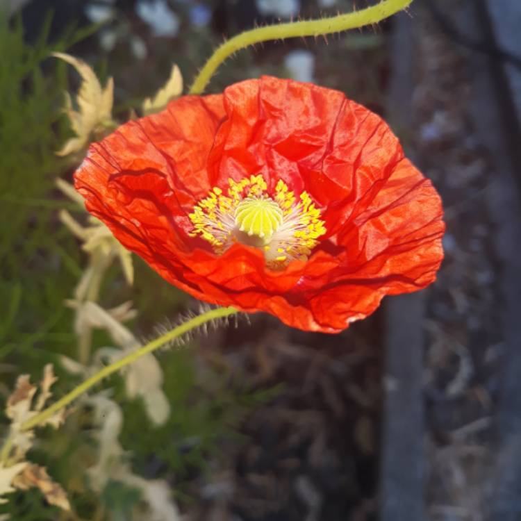 Plant image Papaver nudicaule 'Spring Fever Red' (Spring Fever Series)