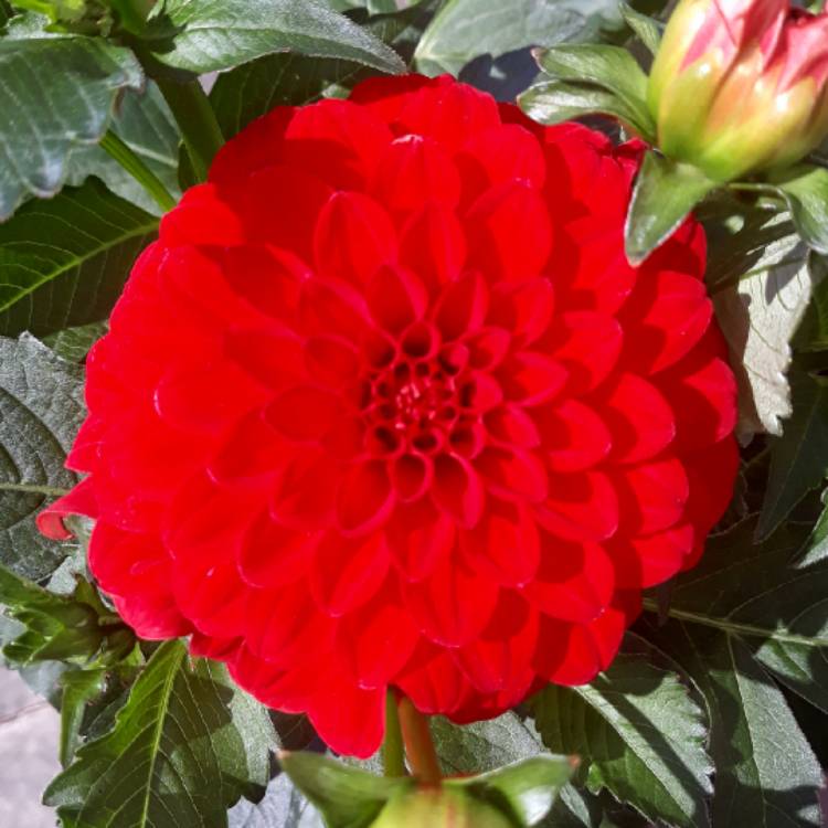 plant image 774479