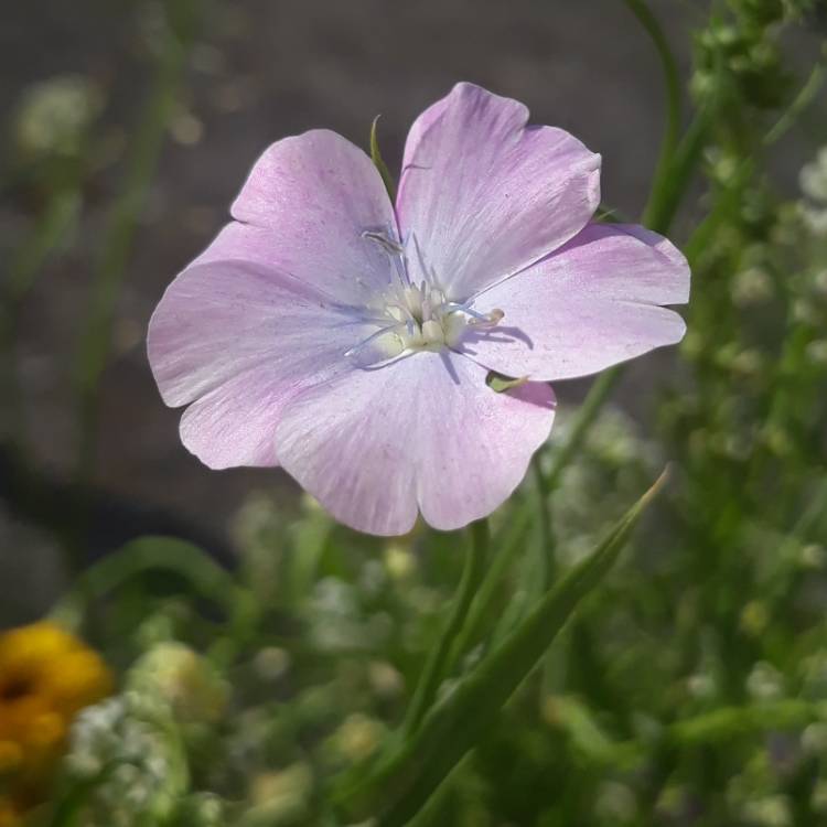 plant image 774516