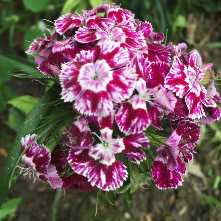 Plant image Dianthus barbatus 'Persian Carpet'