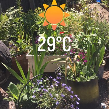 Ste's garden