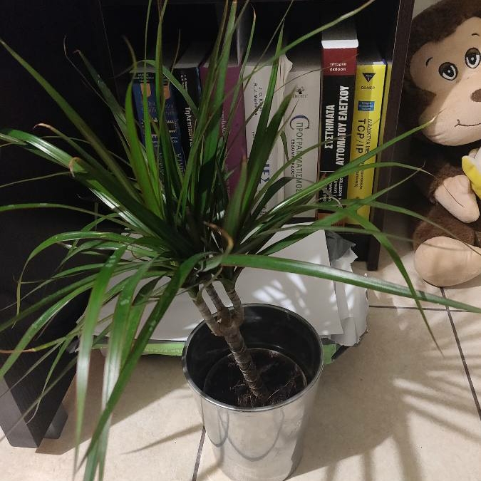 Plant image Dracaena cinnabari