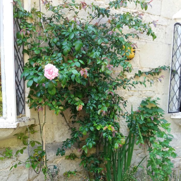 Stella's garden