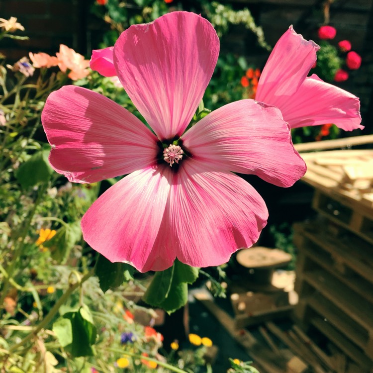 plant image 206897