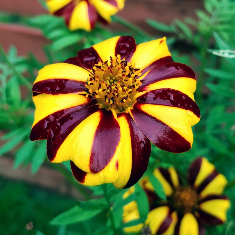 plant image 510464