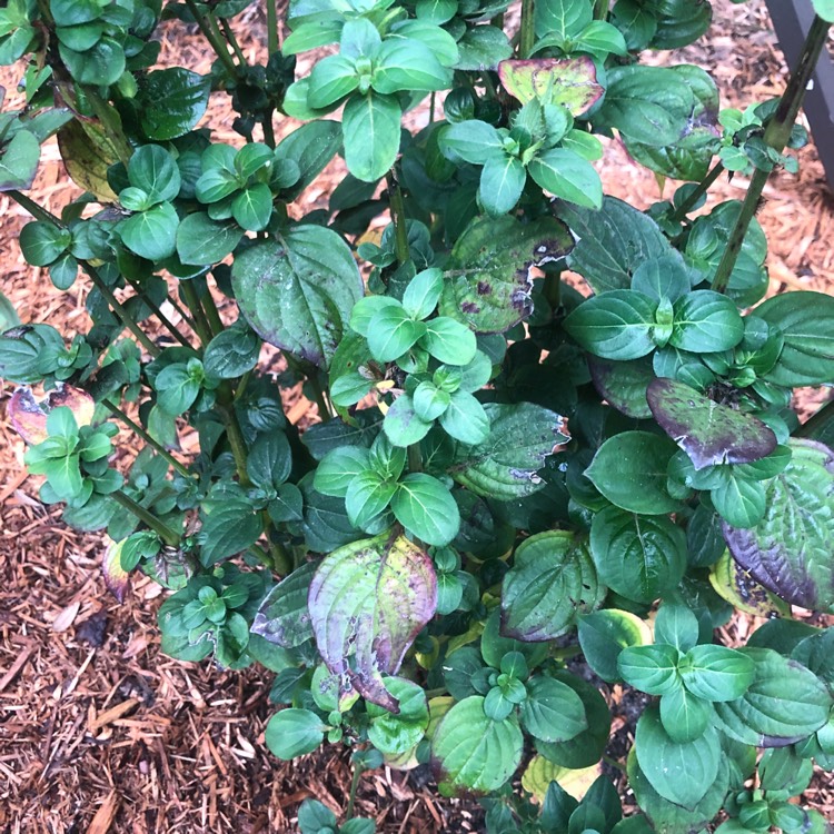 Plant image Barleria cristata