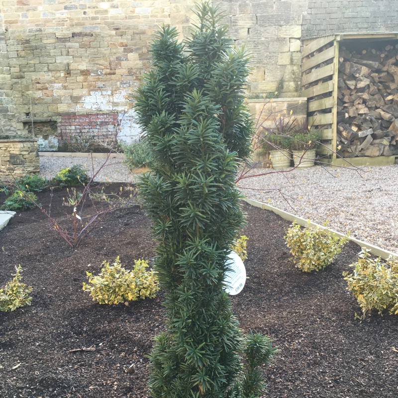 Taxus baccata 'Fastigiata'