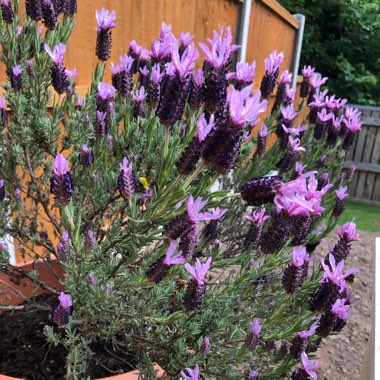 Lavandula stoechas