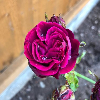 Rosa 'Ausbernard' syn. Rosa 'Munstead Wood'