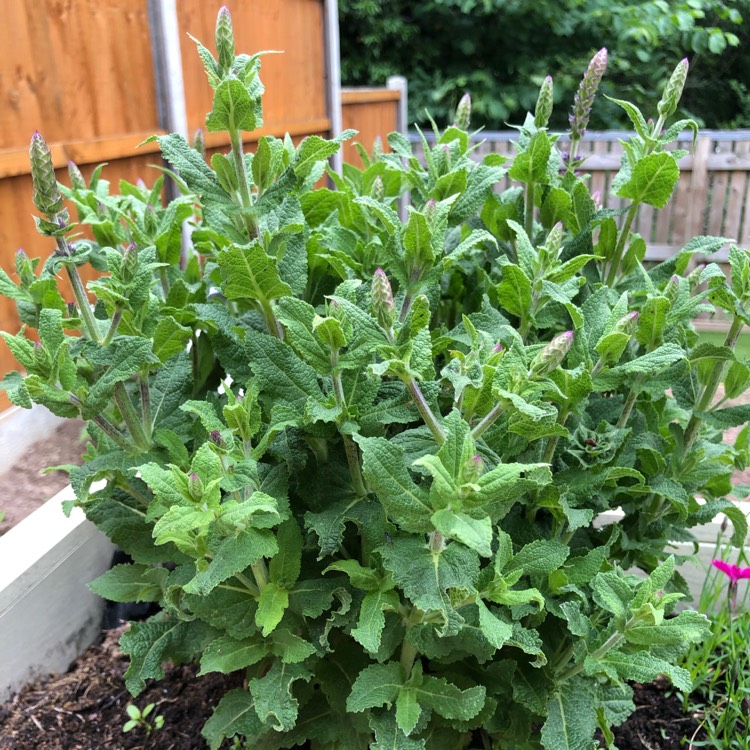 plant image 1056725