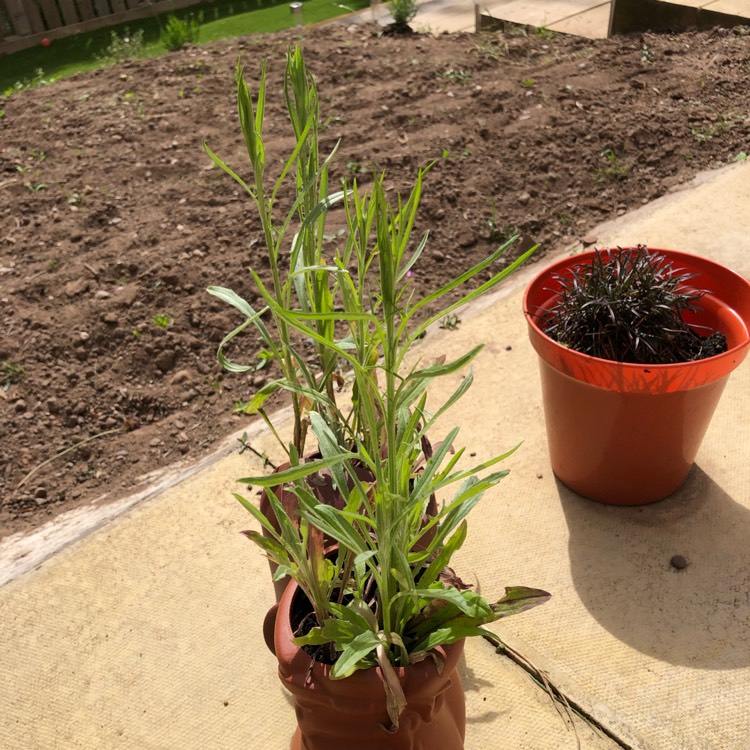 plant image 1056733