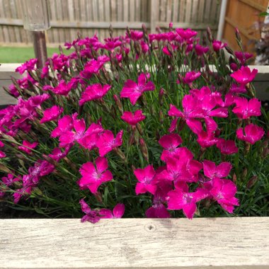 Dianthus 'Kahori'