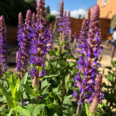Salvia nemorosa 'Caradonna'