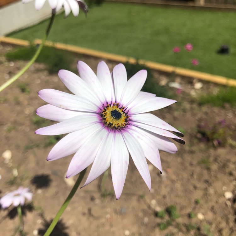Plant image Osteospermum 'Lady Leitrim'