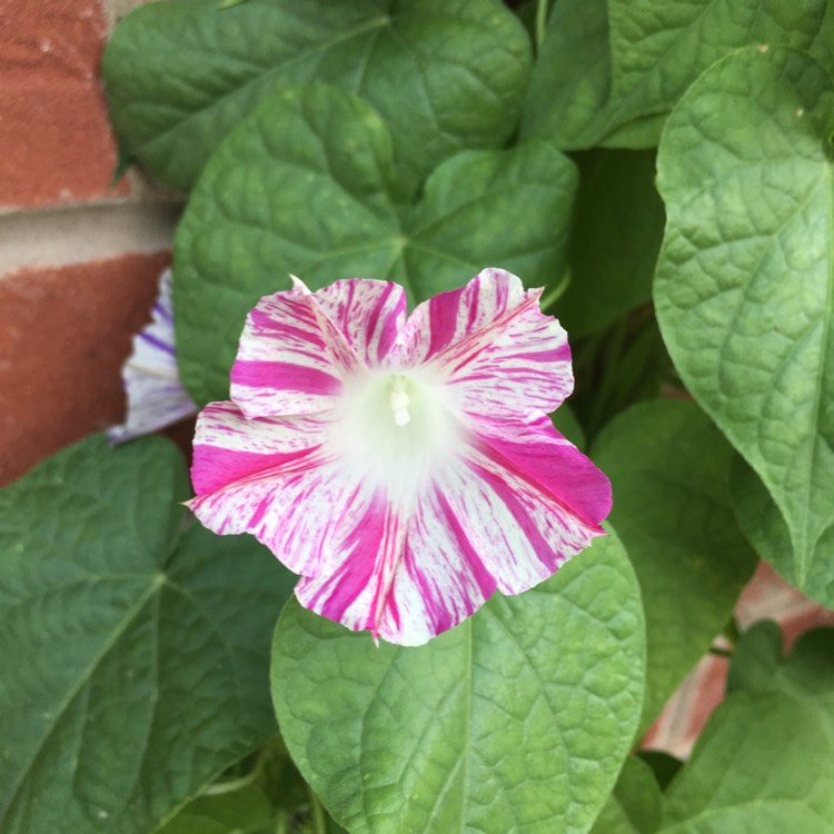 Plant image Ipomoea purpurea 'Carnival de Venezia'