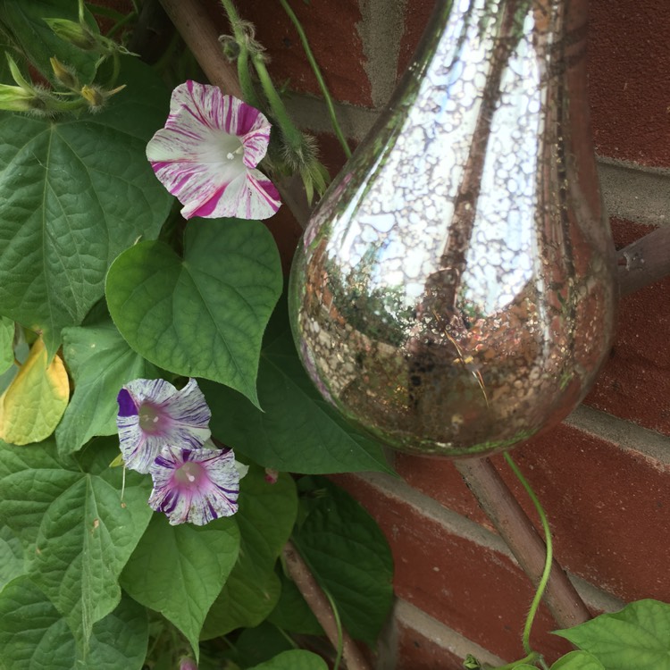 plant image 540477