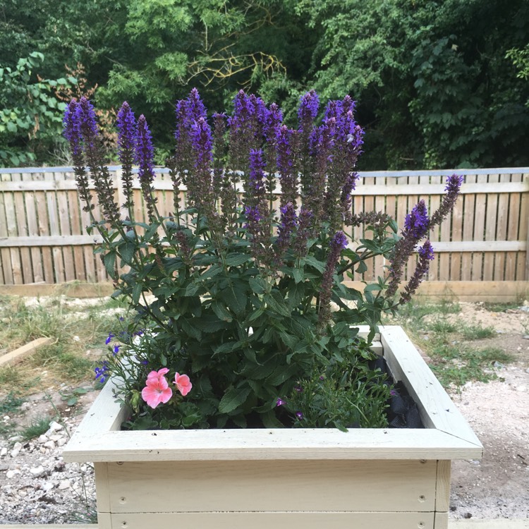 plant image 785032