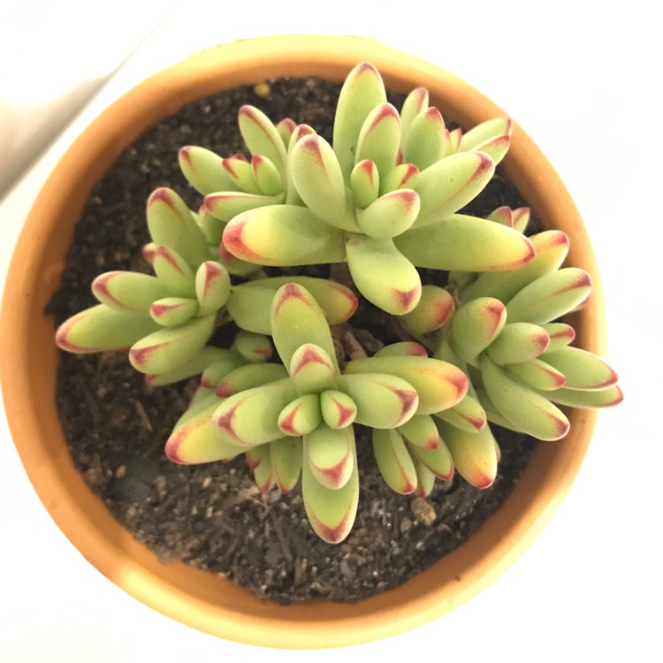 plant image 1003307 plant image 1003307