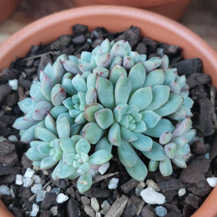 plant image 1043691 plant image 1043691