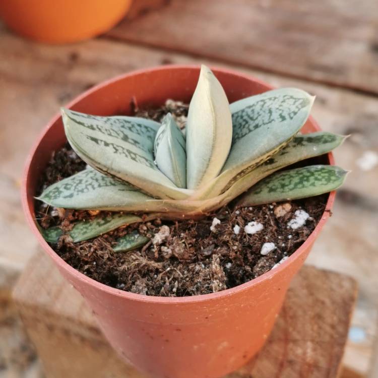 plant image 1062987