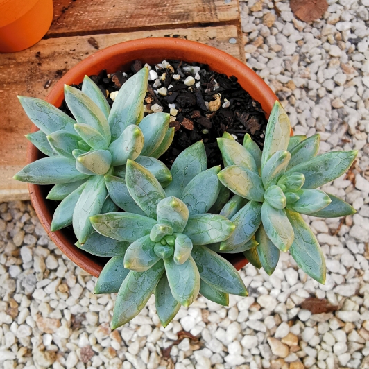 plant image 1063037 plant image 1063037