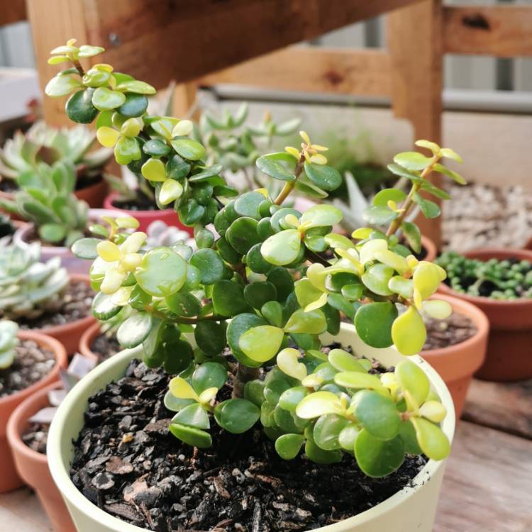 Plant image Portulacaria Afra Aurea