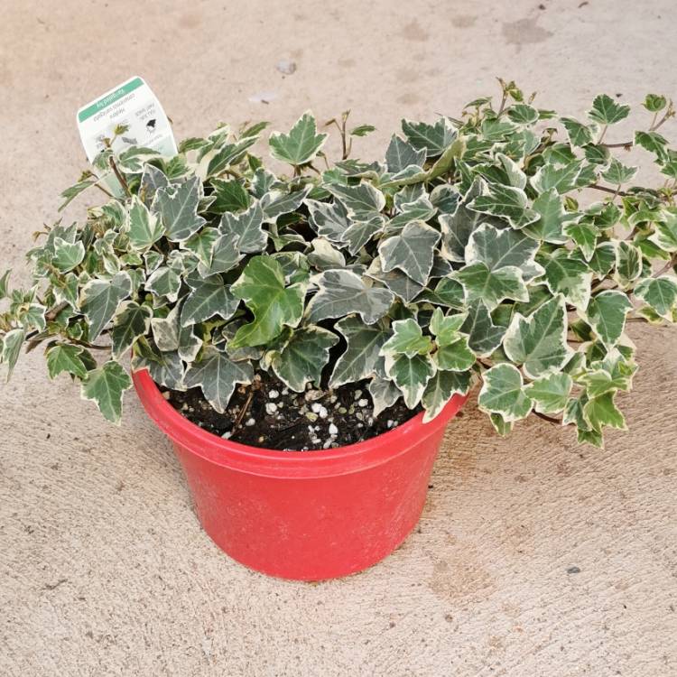 Plant image Hedera Canariensis