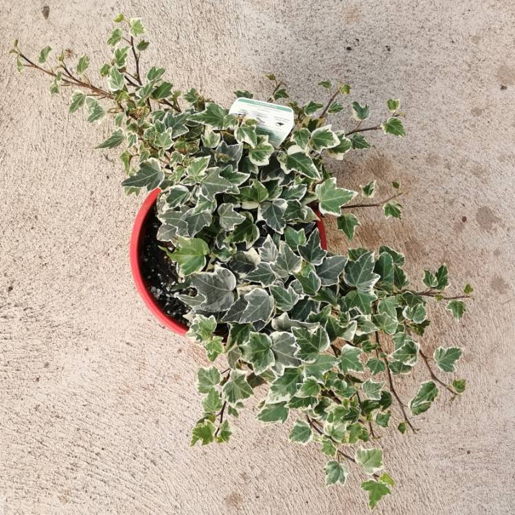 Plant image Hedera Canariensis